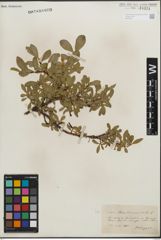 Foto von Salix kitaibeliana Willd.
